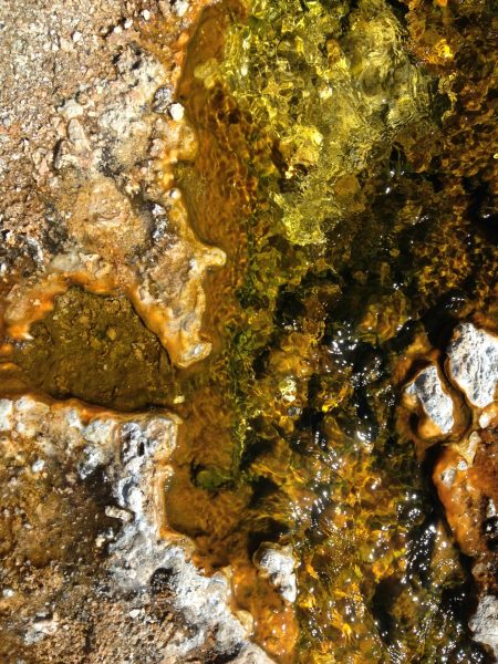 A close-up of the colorful microbial life in a hot spring.